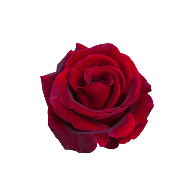 Rosa rosso scuro — Foto Stock