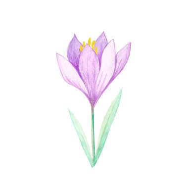 Suluboya ile boyanmış Crocus. Beyaz bir arkaplanda izole edilmiş