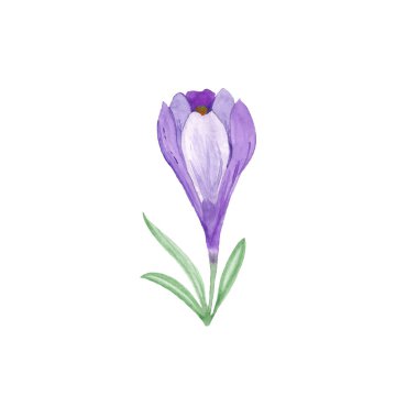 Suluboya ile boyanmış Crocus. Kartpostallar için bahar çiçeği