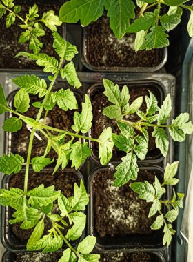 Domatesler fidyedir. Pencerede taze filizler.