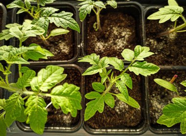 Domatesler fidyedir. Pencerede taze filizler.