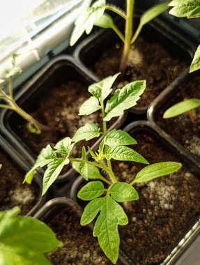 Domatesler fidyedir. Pencerede taze filizler.