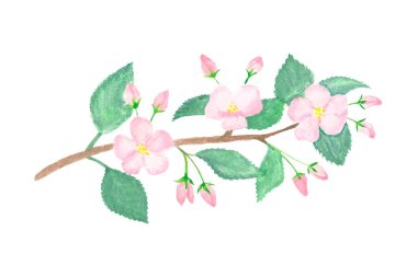 Apple Tree Branch tişört için suluboya bahar illüstrasyon baskısıyla boyandı