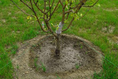 Parkta elma fidanı var. Genç ağaç.