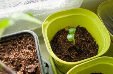 Genç salatalık fidanları. Evde fidanlar yetişiyor. Pencere kenarındaki bitkiler. Tarım endüstrisi. 
