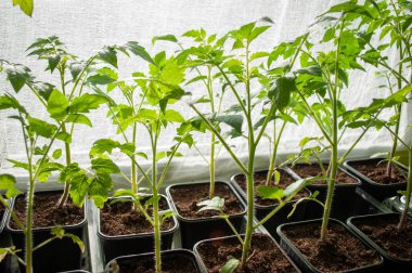 Genç domates fideleri. Evde fidanlar yetişiyor. Pencere kenarındaki bitkiler. Tarım endüstrisi.