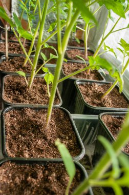 Genç domates fideleri. Evde fidanlar yetişiyor. Pencere kenarındaki bitkiler. Tarım endüstrisi.