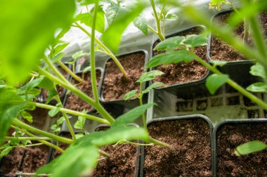 Genç domates fideleri. Evde fidanlar yetişiyor. Pencere kenarındaki bitkiler. Tarım endüstrisi.