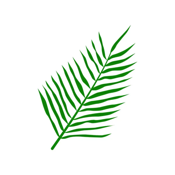 Hoja Palma Tropical Aislado Sobre Fondo Blanco Ilustración Vectorial — Vector de stock