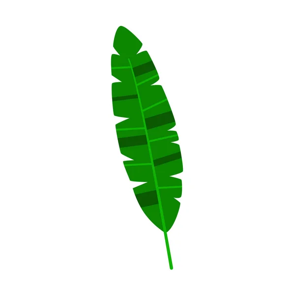 Hoja Palma Tropical Aislado Sobre Fondo Blanco Ilustración Vectorial — Vector de stock