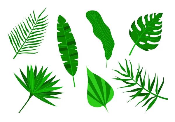 Conjunto de hojas de palmeras tropicales. Aislado sobre un fondo blanco. — Archivo Imágenes Vectoriales