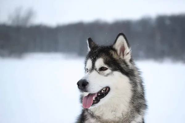 Взрослая Серая Собака Аляскинской Породы Маламут Ходит Улице Снежную Погоду — стоковое фото