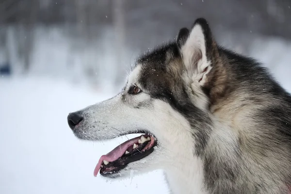 Dorosły Szaro Porywający Pies Rasy Alaskan Malamute Spaceruje Ulicy Śnieżnej — Zdjęcie stockowe