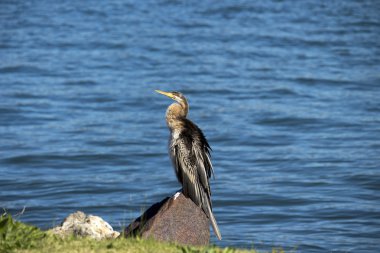 Kahverengi bir kayaya oturan mahmuzlu Pasifik'ten oğlan .
