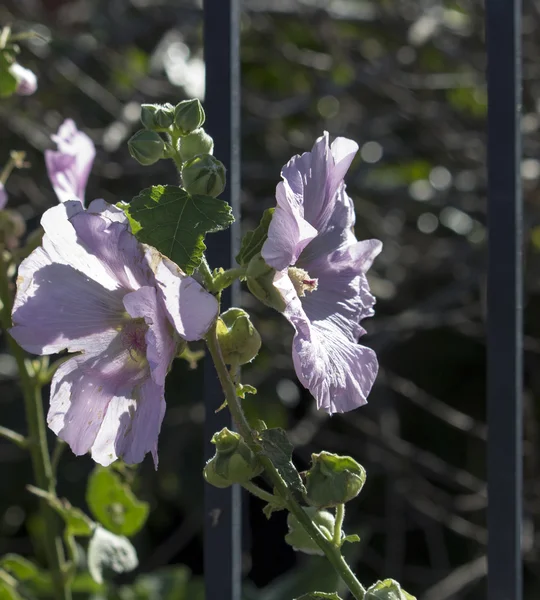 Delicate pale pink hollyhock flowering in winter. — Stock Photo, Image