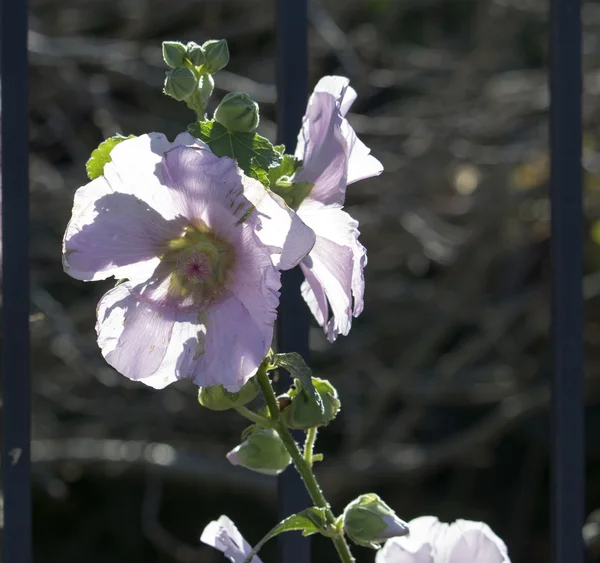 Delicate pale pink hollyhock flowering in winter. — Stock Photo, Image