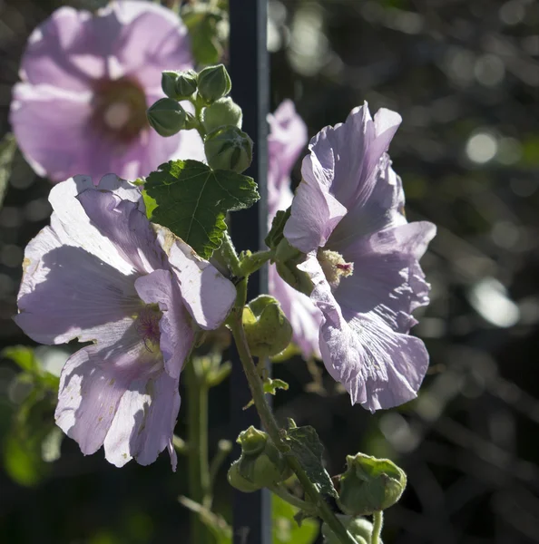 Delicate pale pink hollyhock flowering in winter. — Stock Photo, Image