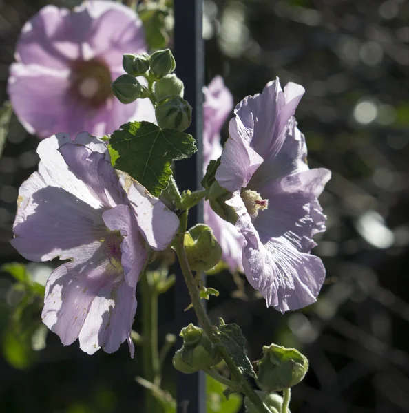 Delikat blek rosa Stockros blommar på vintern. — Stockfoto