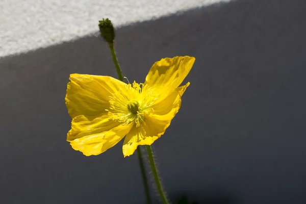 Pretty delicate poppy flowering in winter. — Stock Photo, Image