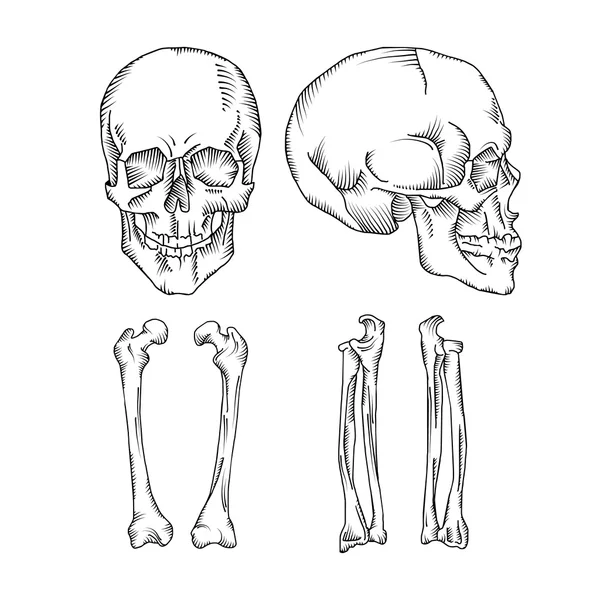 Медицинская иллюстрация человеческого черепа и костей — стоковый вектор