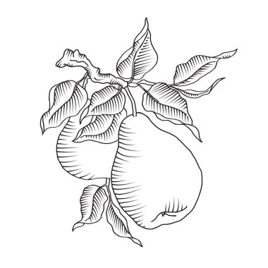 Armut ve dal yaprağı. Taze meyve ağacı