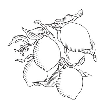 Limon dalı meyve ile