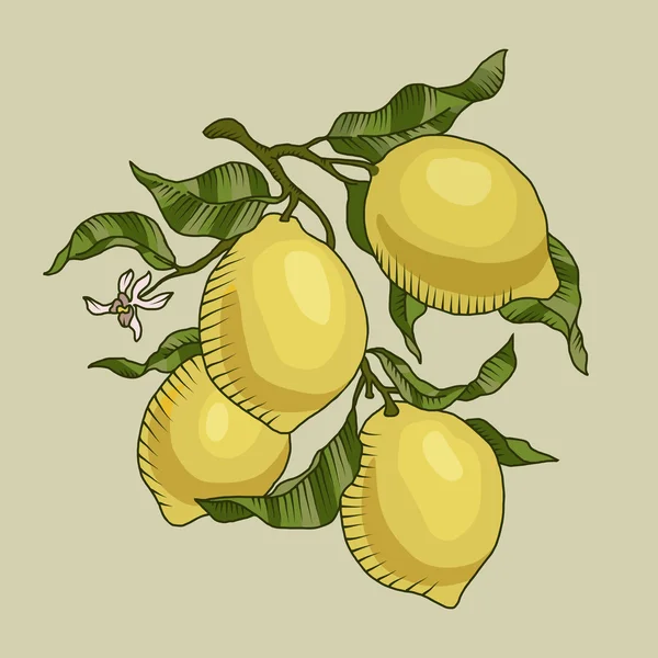 Zitronenzweig mit Früchten — Stockvektor