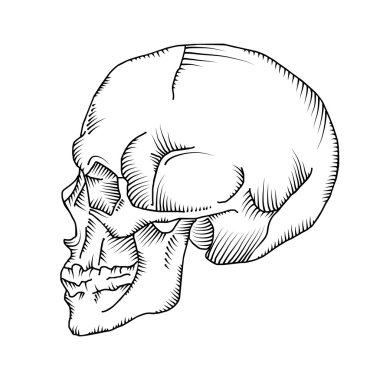 Anatomik kafatası çizimi