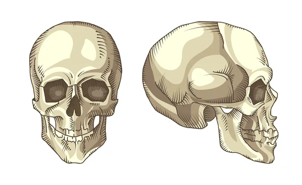 Ilustración del cráneo anatómico — Archivo Imágenes Vectoriales