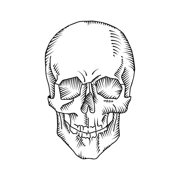 Ilustración del cráneo anatómico — Archivo Imágenes Vectoriales