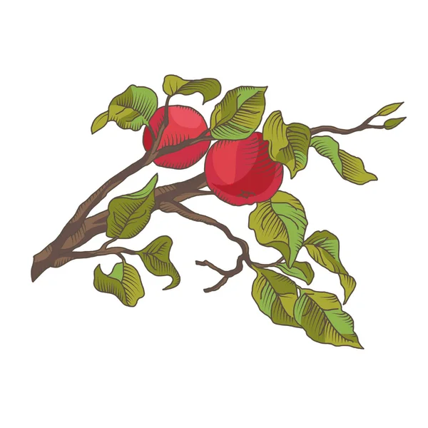 Hand drawing an apple branch. Vector illustration — Stock Vector