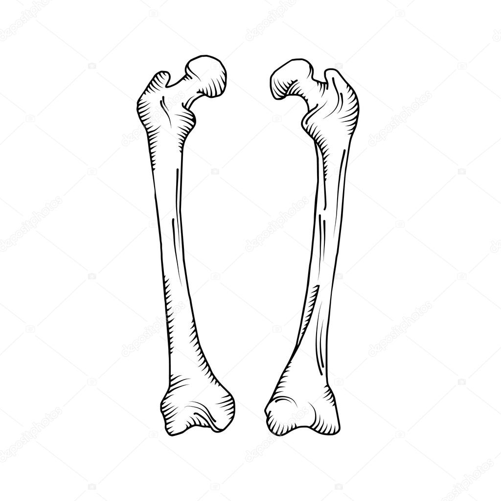 Hand drawn realistic human bones
