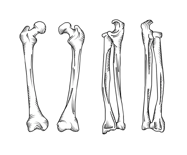 Ossos humanos realistas desenhados à mão — Vetor de Stock