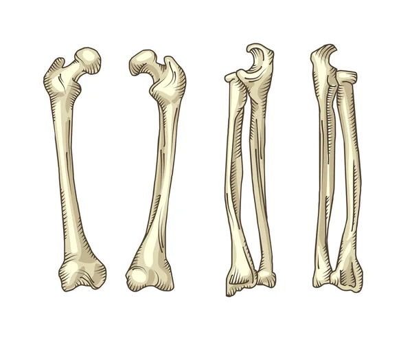 Ossos humanos realistas desenhados à mão — Vetor de Stock