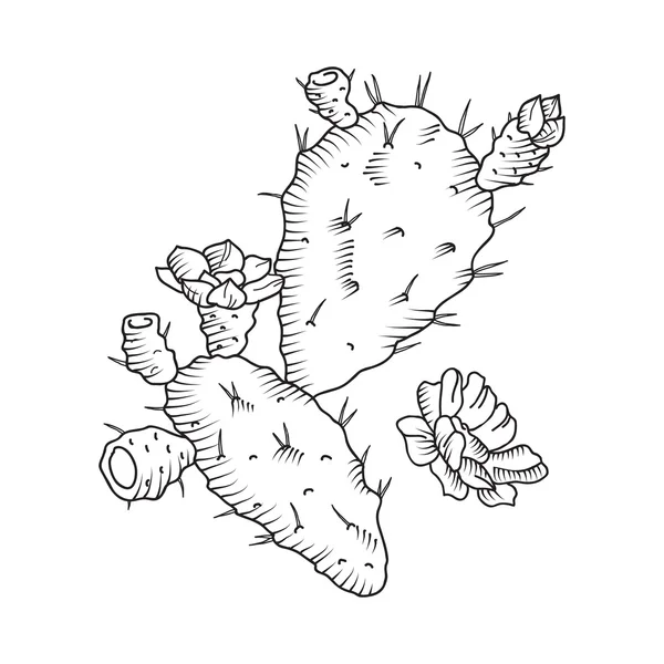 Ilustrasi bunga kaktus - Stok Vektor