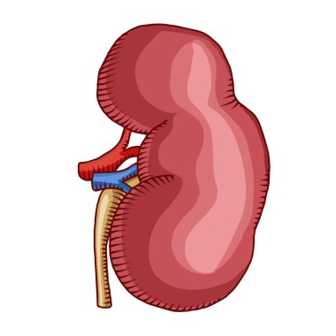 Illustration of human kidney clipart