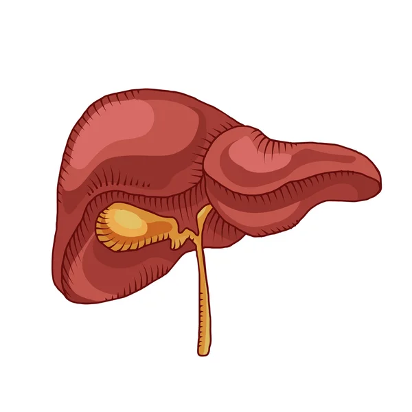 Hígado humano en el sistema digestivo — Vector de stock