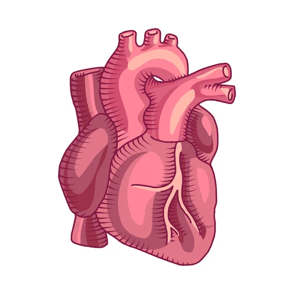 Иллюстрация человеческого сердца — стоковый вектор