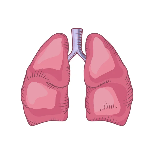 Szczegółowa ilustracja płuc — Wektor stockowy