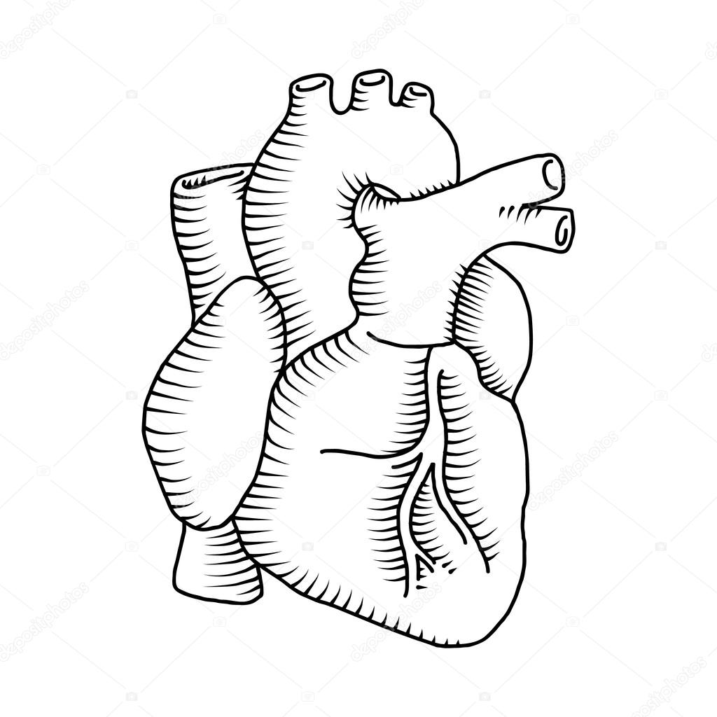 Illustrazione del cuore umano — Vettoriale Stock