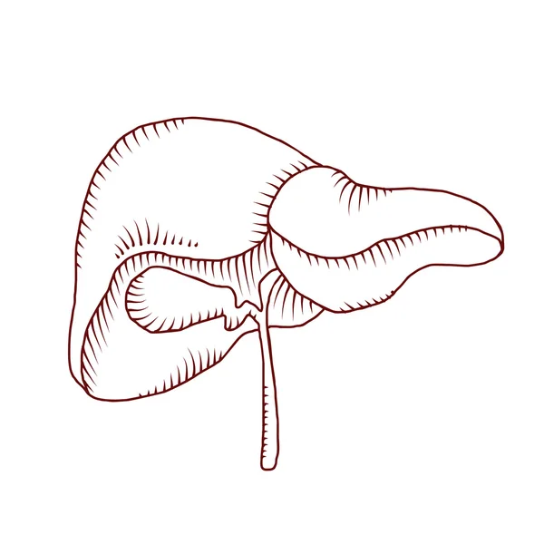 Fegato umano nel sistema digestivo — Vettoriale Stock