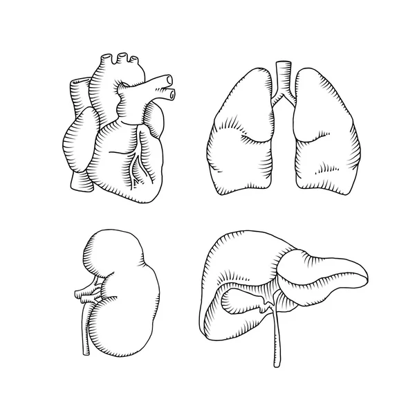 Órgãos humanos ilustrações conjunto — Vetor de Stock