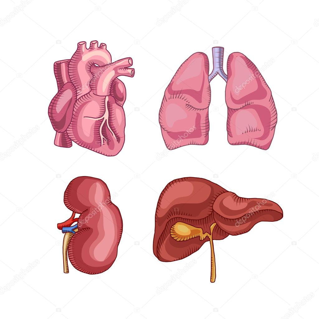Human organs illustrations set — Stock Vector © vextok 123166058