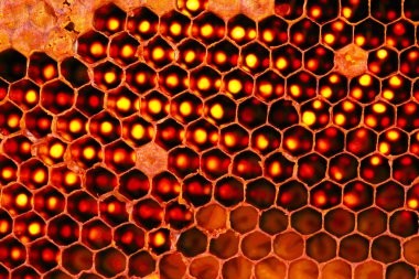 Closeup Beehive arka plan için kullanır.