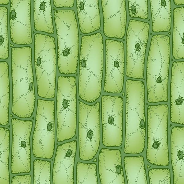 Schema delle cellule vegetali2 — Vettoriale Stock