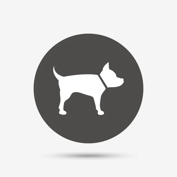 Hond teken pictogram. huisdieren symbool. — Stockvector