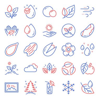 Doğa simgeleri ayarlandı. Rüzgarlı hava ikonu, kabak tohumu, bezelye işaretleri dahil. Yapraklar, Kar Tanesi, Noel ağacı sembolleri. Organik test, Yaprak çiğ, Ceviz fıstığı. Çam fıstığı, su damlası, elma. Vektör