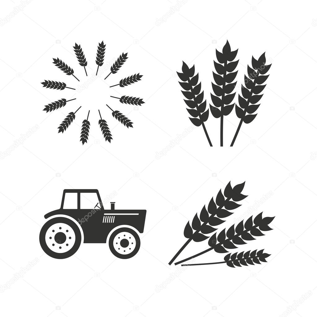 Agricultural icons. Wheat corn