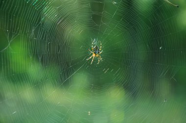 Paj? k na paj? czynie.