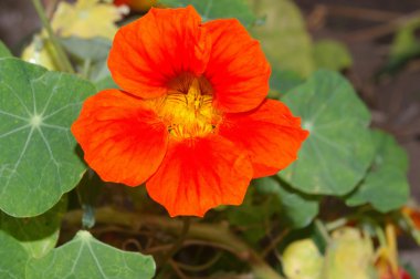 Kırmızı nasturtium